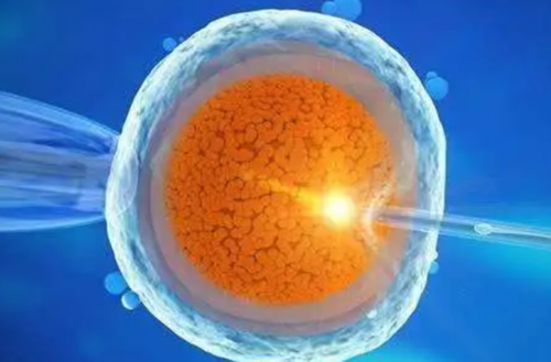 如何看D3胚胎等级？