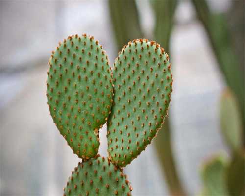 男性备孕吃石榴好吗