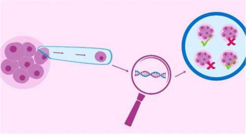 浙江代怀靠谱机构,俄罗斯试管婴儿可以选择性别吗？_香港分子生物科技有限公