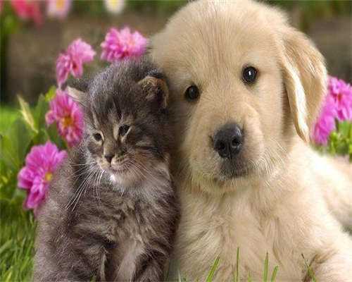 代生费用排名-孕妇吃鹅蛋对胎儿有什么好处？这五个好处建议你尽早了解